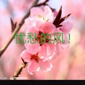 优愁的风 - 一吻红尘