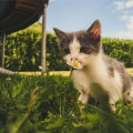 Music For Cats、Music for Cats Deluxe、Cat Music - Music for Stress Relief