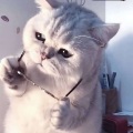 猫二 - 嘻唰唰