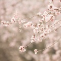 琴上寒月 - 杏花雨纷纷
