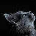 Jazz Music for Cats、Music for Cats TA、RelaxMyCat - Sleep Aid
