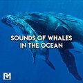 Rhodium Music - Gentle Whale Sounds
