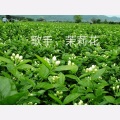 茉莉花 - 雨中回忆真甜蜜