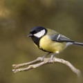 Birds In The Forest、Sounds of Nature Zone、Forest Sounds - Woodland (Loopable)