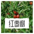 明浩 - 红枣树