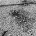 BergSonne、Alexander Nantschev、Christa Bauer - Leise rieselt die Freiheit (dahin)