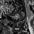 马赛 - Lockdown (Explicit)