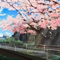 AnRain安林 - 桜の下での送別