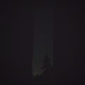 Midnite Tiger - Dawn Foxes