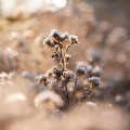 汤兆奇、城南花已开 - 那风停下