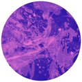 Abilenes - Aq. reef