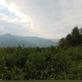 吴煦筝 - 我爱你,六堡茶哟