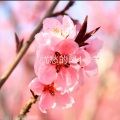 优愁的风 - 蝶花之恋