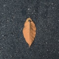 昔日情