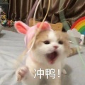 奶柚崽 - 你是对的人英文部分