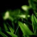 虞姬、苏可可 - 超赞配极致节奏