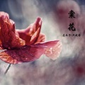 左木子 - 棠花