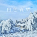 咖喱给给、小空 - 白色森林