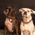 Dog Music、Sleeping Music For Dogs、Calm Doggy - Lake Reflection