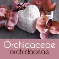 Orchidaceae - Orchidaceae