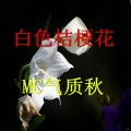 白色桔梗花
