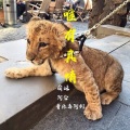 萌妹、许显昆、阿仑 - 所有的往事随风