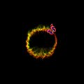 Net、Menoni Osegbu - Butterfly (Explicit)