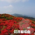 张云馨 - 花开遍瑶山--Master
