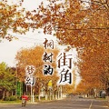 王梦奇 - 梧桐树的街角