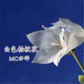 亦辞 - 白色桔梗花