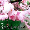 红豆豆 - 容易受伤的女人