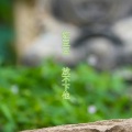 红豆豆 - 放不下他