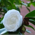 陈怡茵 - 小仙女不是喝酒的