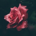 Erotic Lounge系列 - Take a Look