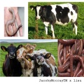 JacobyMccrayTM、lieu、Jacoby Terrell Mccray、hoodwtch - worm (Explicit)