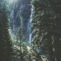 Paul Thomas - Deep Forrest