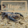 Ryne Syspar - To Swagger Boldly