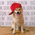 Tulu - Değişim, Gerilim (Explicit)