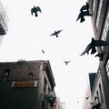 Minus Pilots、Rothko、Machinefabriek - You Engineers, You Architects (feat. Rothko & Machinefabriek)