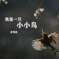 老男孩 - 我是一只小小鸟