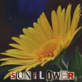 Seeker Visuals - Sunflower (Explicit)