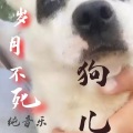 狗儿