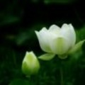 依然 - 想做你的新娘 (女声:飘雪 并四)