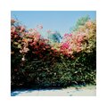 sunflwr - what i remember of san francisco