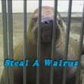 Code Space、Casey - StEal A waLruS (Explicit)