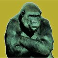 fürigan - Gorilla Hands (Explicit)