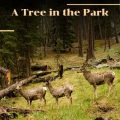 Sarah Vaughan - A Tree in the Park