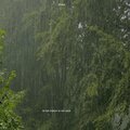 SFERA - In the Forest in the Rain