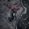 I'll Never Take A Rose