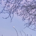 Willow - In Place